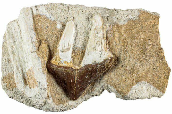 Fossil Primitive Whale (Pappocetus) Premolar - Morocco #238073